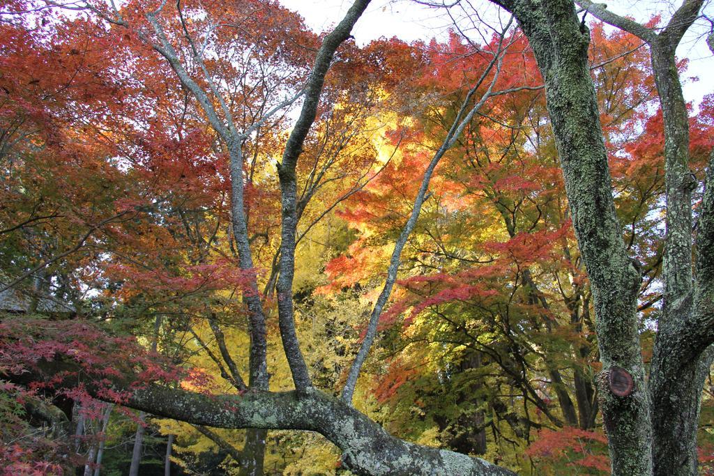 秋留野 大津大自然公园旅馆酒店 外观 照片