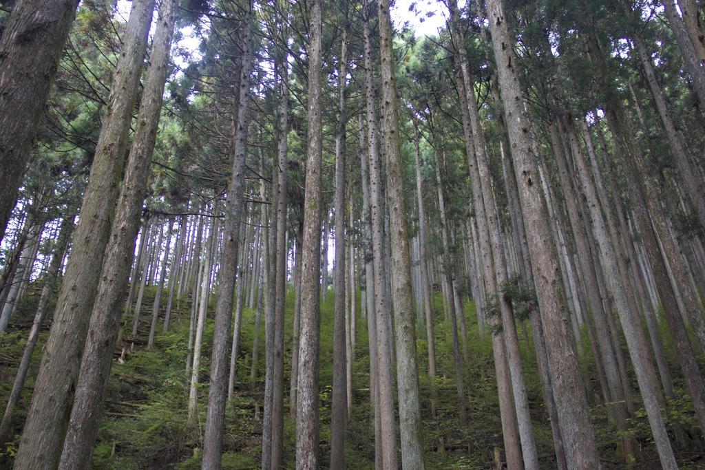 秋留野 大津大自然公园旅馆酒店 外观 照片